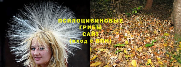 крисы Алзамай
